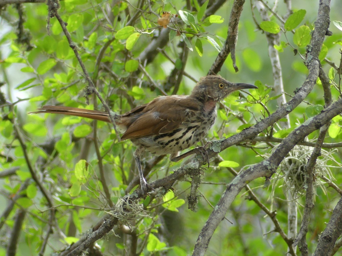 Long-billed Thrasher - ML623256719