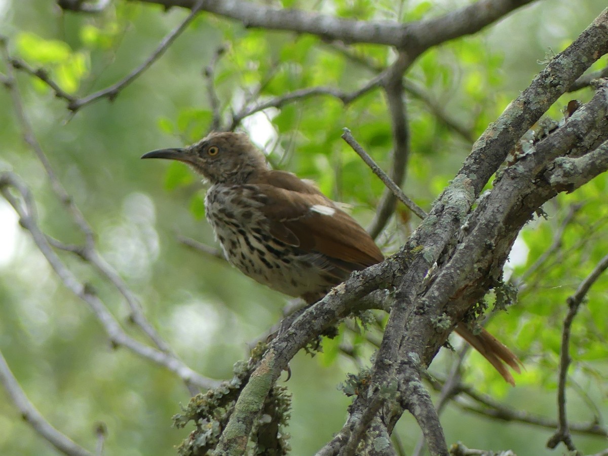 Long-billed Thrasher - ML623256721