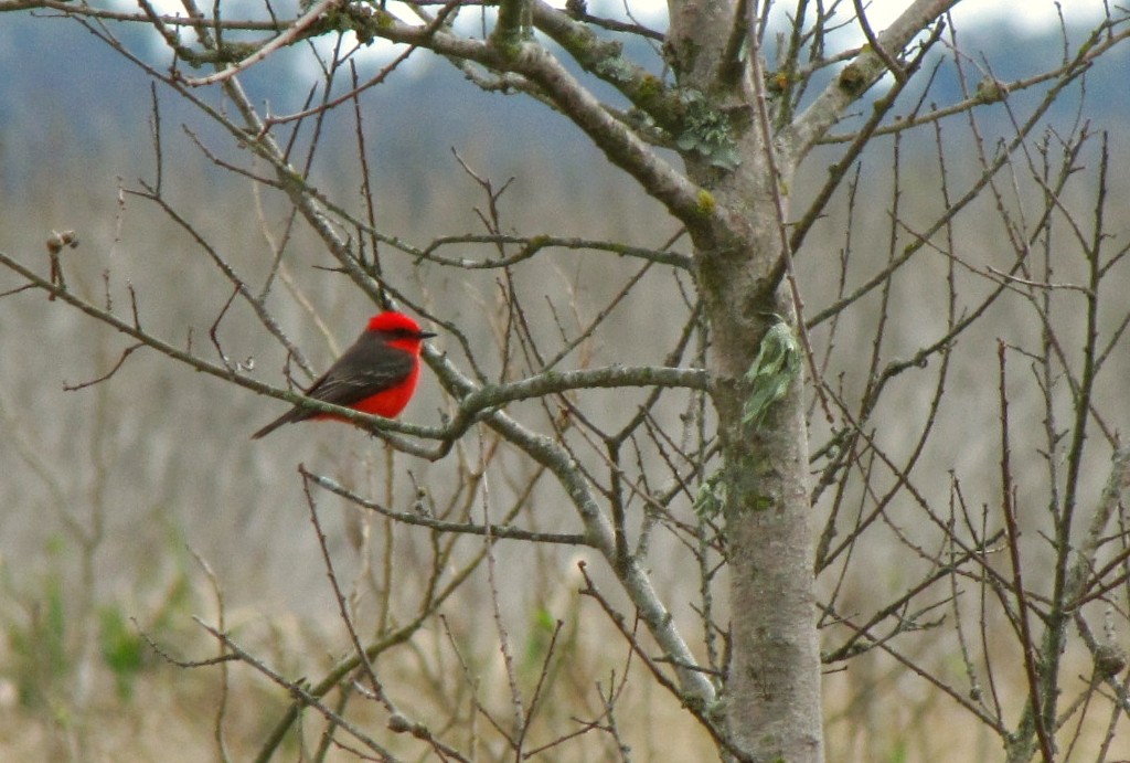 Vermilion Flycatcher - ML623256749