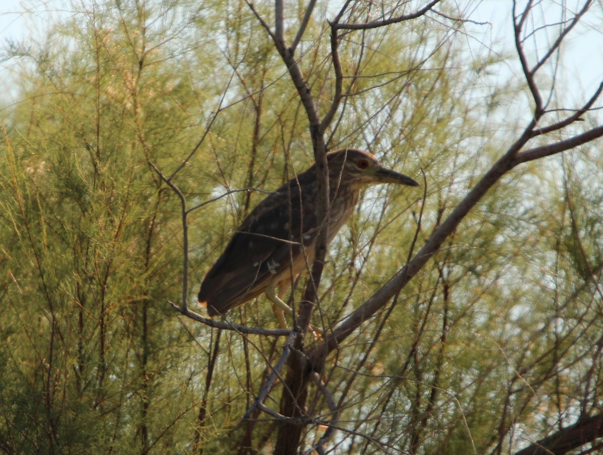 Black-crowned Night Heron - ML623256786