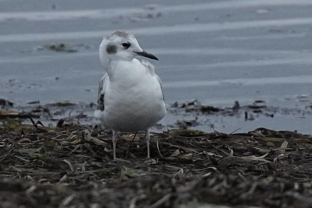 Bonaparte's Gull - Sabine Jessen