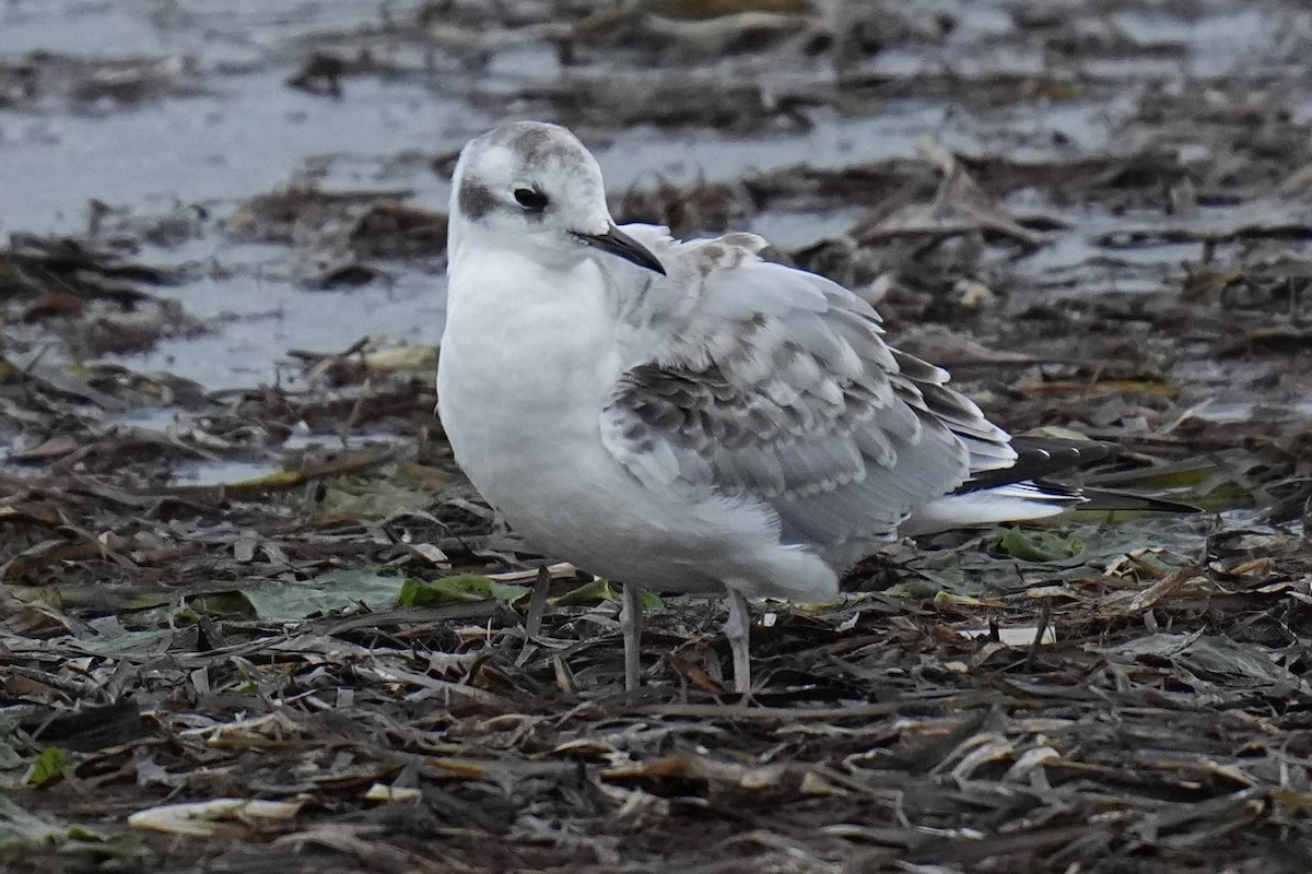 Bonaparte's Gull - Sabine Jessen