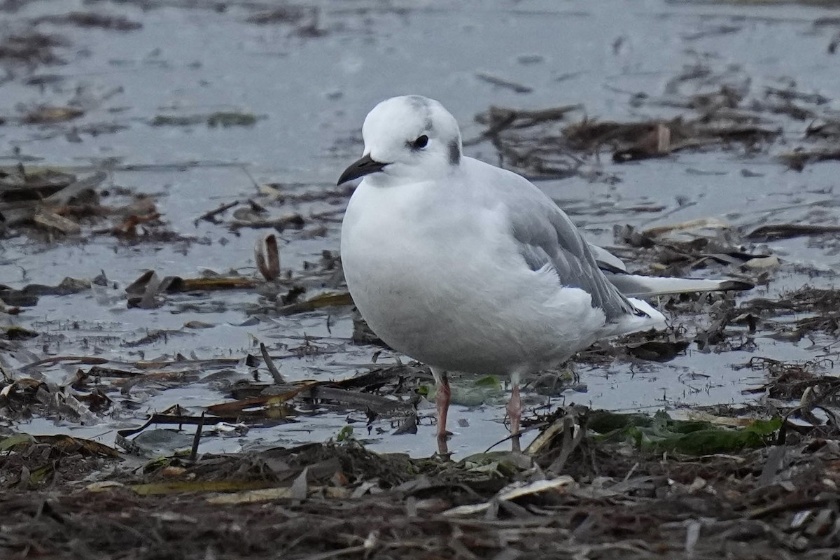 Gaviota de Bonaparte - ML623256819