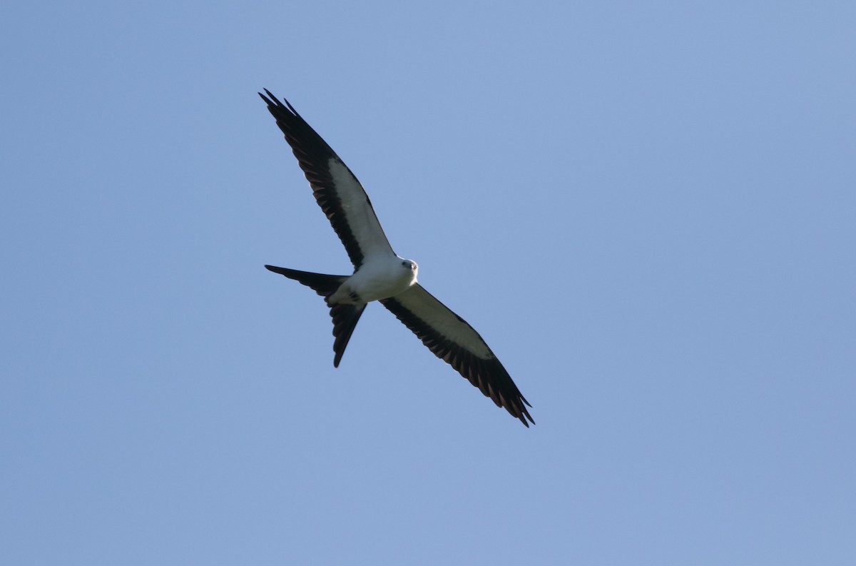 Swallow-tailed Kite - ML623256828