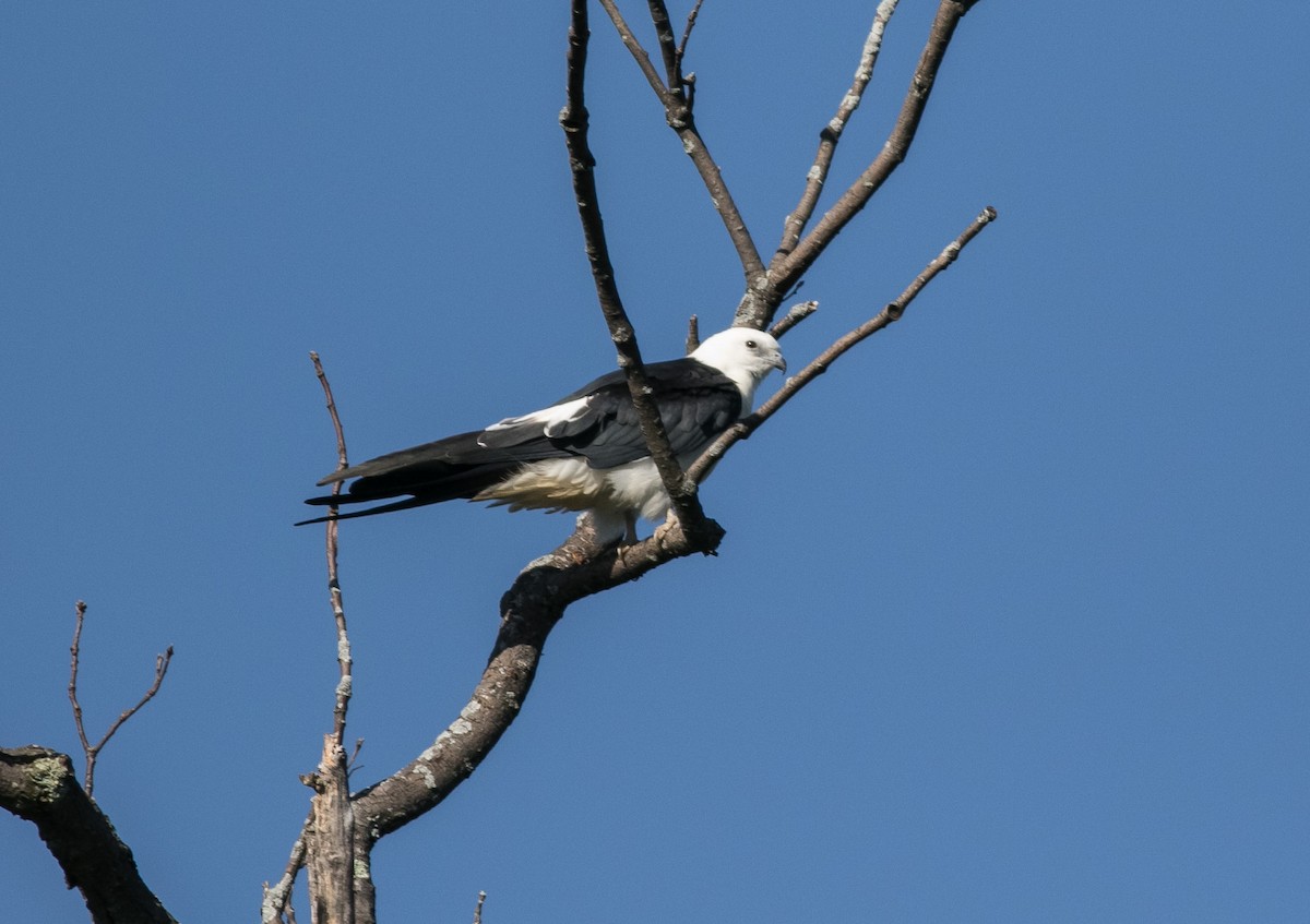 Swallow-tailed Kite - ML623256854