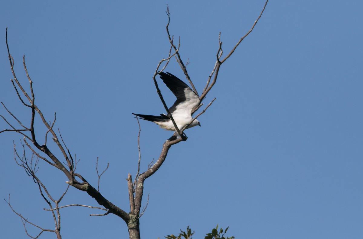 Swallow-tailed Kite - ML623256855