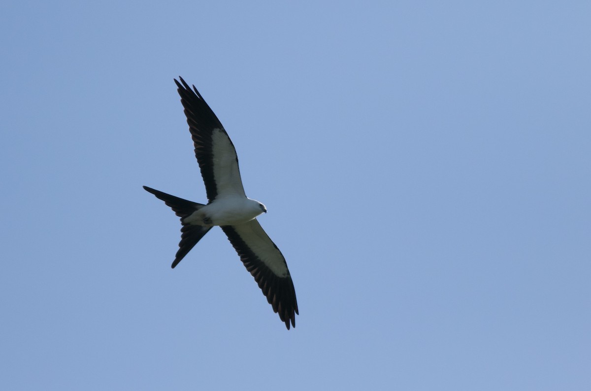 Swallow-tailed Kite - ML623256856