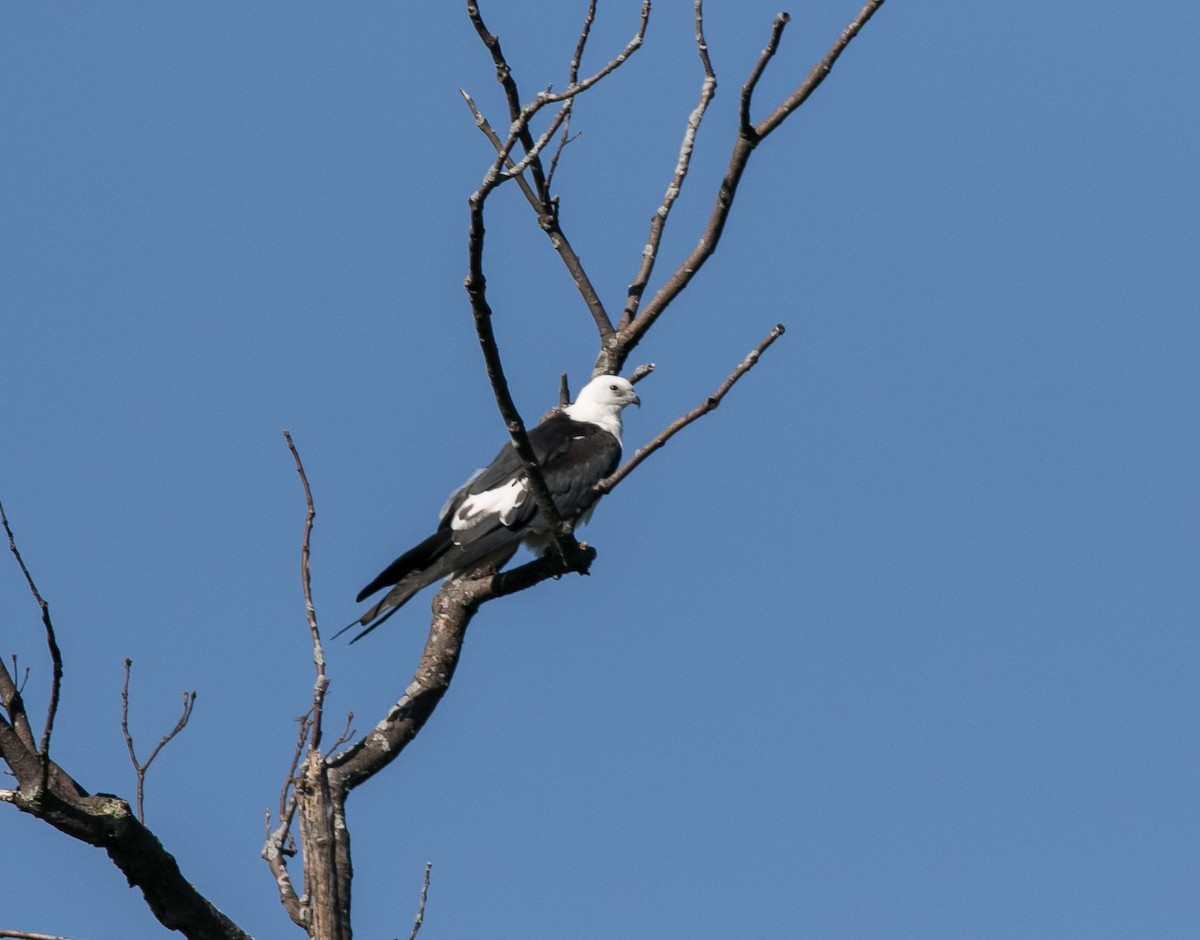 Swallow-tailed Kite - ML623256867