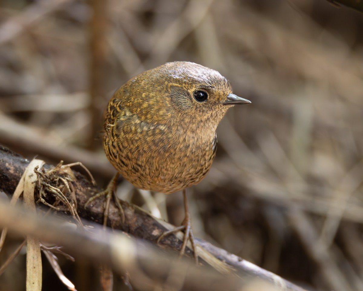 Mouse-colored Tapaculo - ML623256870