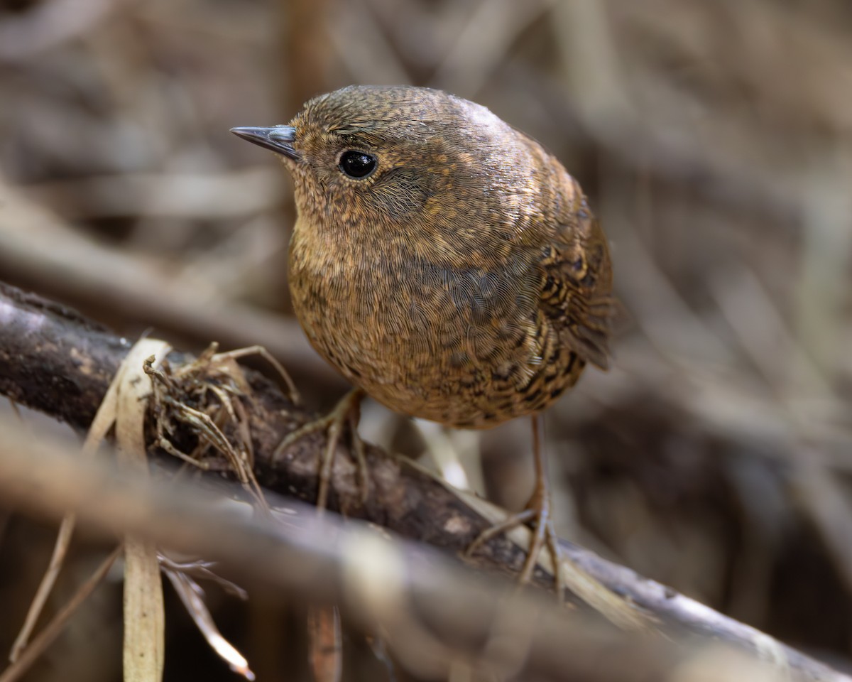 Mouse-colored Tapaculo - ML623256873