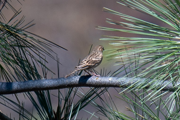 Vesper Sparrow - ML623256885