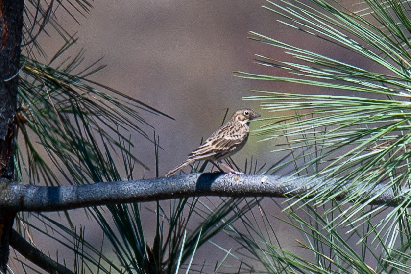 Vesper Sparrow - ML623256886