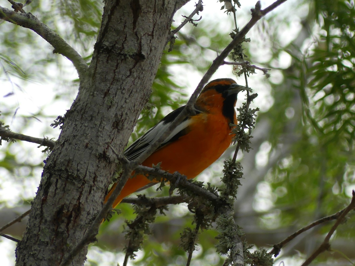 Bullock's Oriole - ML623256887