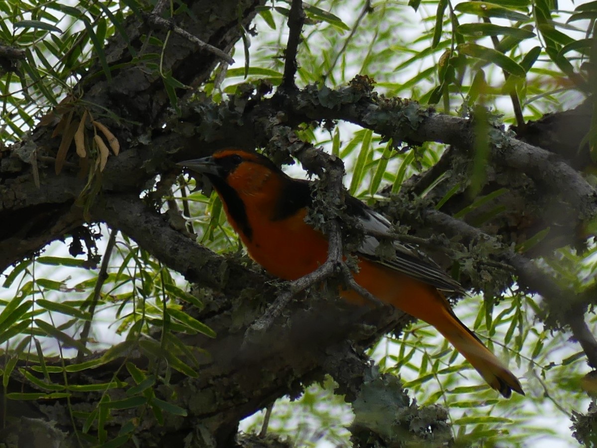 Bullock's Oriole - Andrew Weber