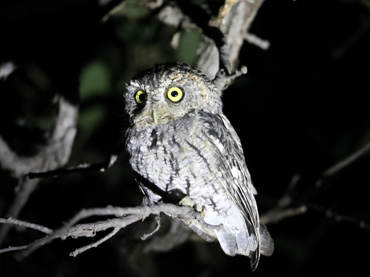 Whiskered Screech-Owl - ML623256890