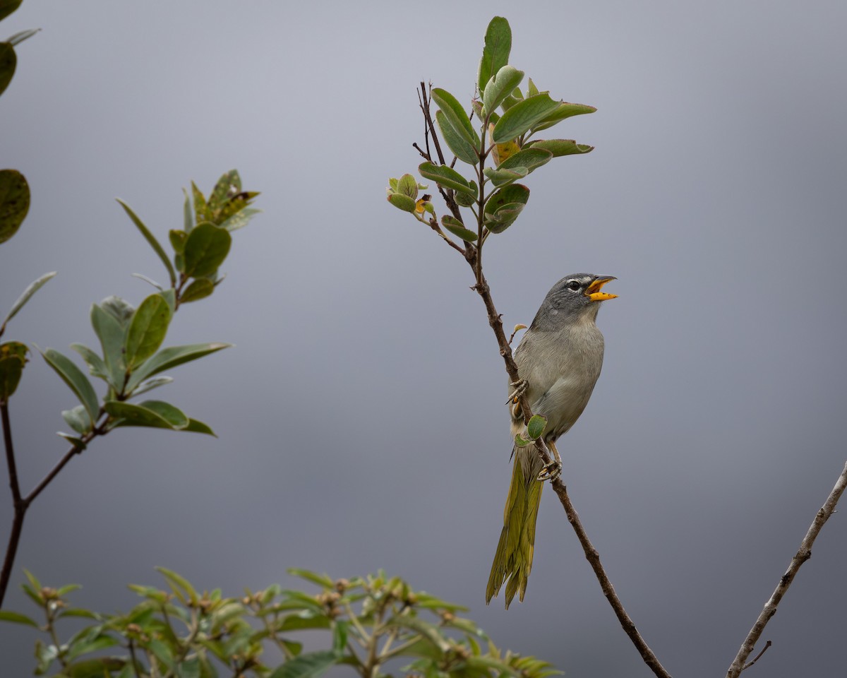 Pale-throated Pampa-Finch - Ligia De Lima Carvalho