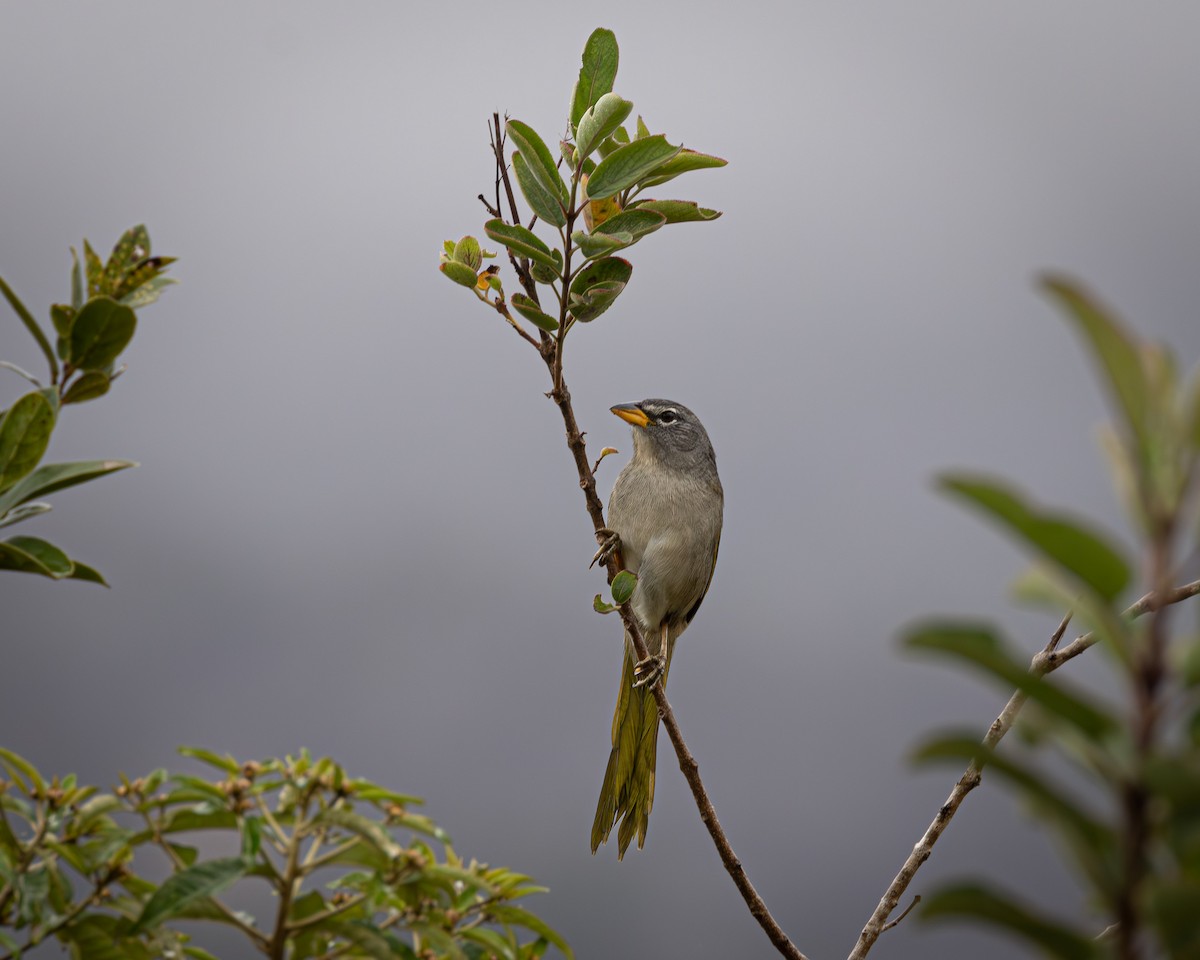 Pale-throated Pampa-Finch - ML623256917