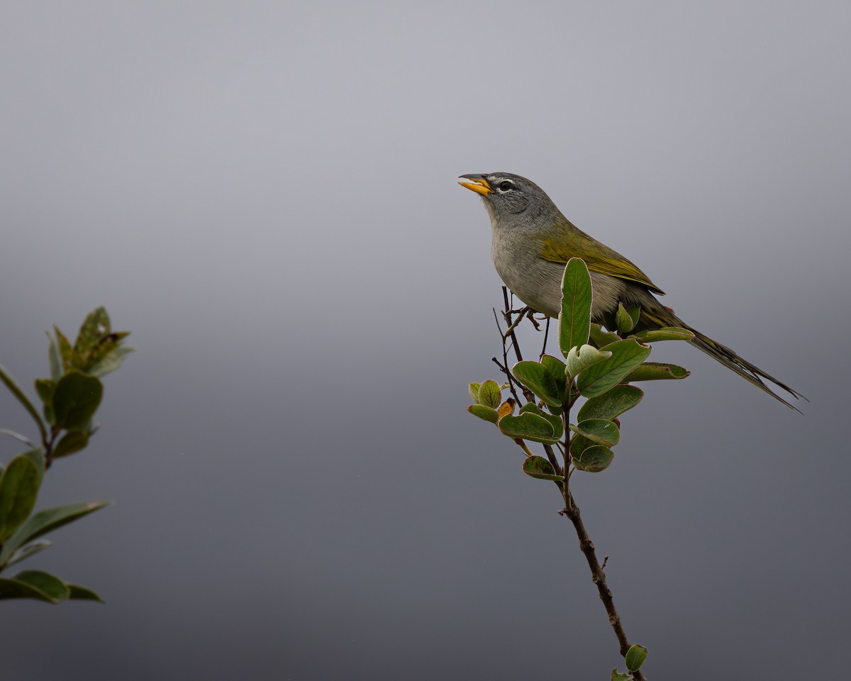 Pale-throated Pampa-Finch - Ligia De Lima Carvalho