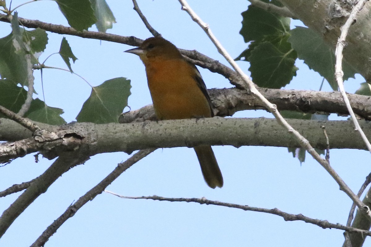 Baltimore Oriole - Andrew Theus