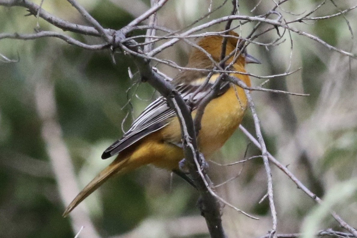 Baltimore Oriole - Andrew Theus