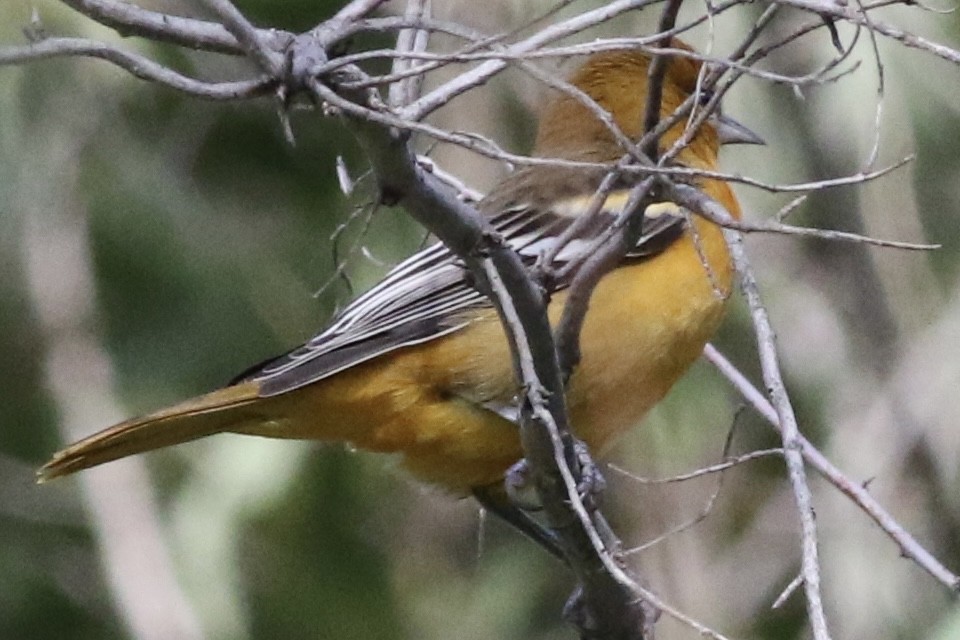 Baltimore Oriole - ML623256925