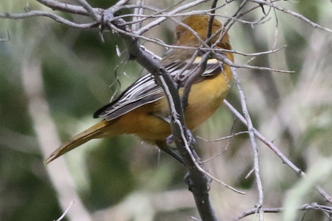 Baltimore Oriole - ML623256926