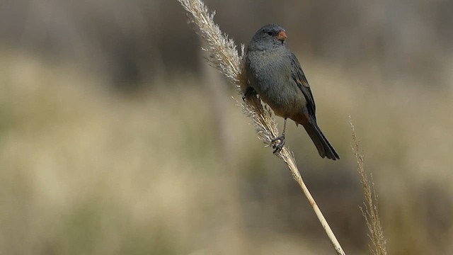 Plain-colored Seedeater - ML623256947