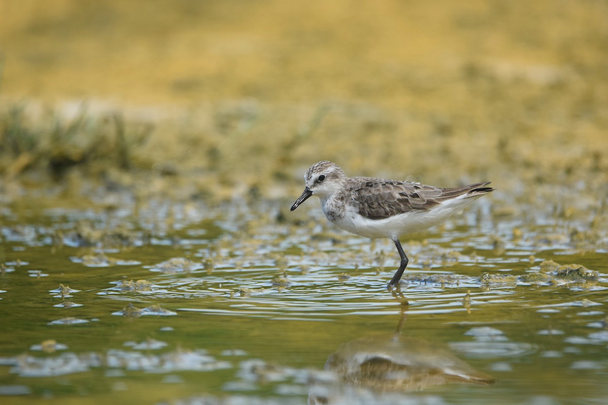 Semipalmated Sandpiper - ML623256967