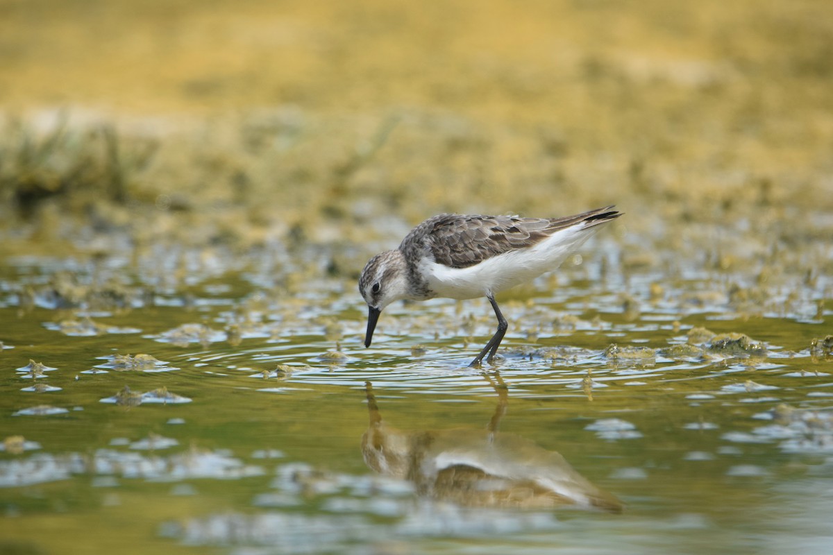 Semipalmated Sandpiper - ML623256968