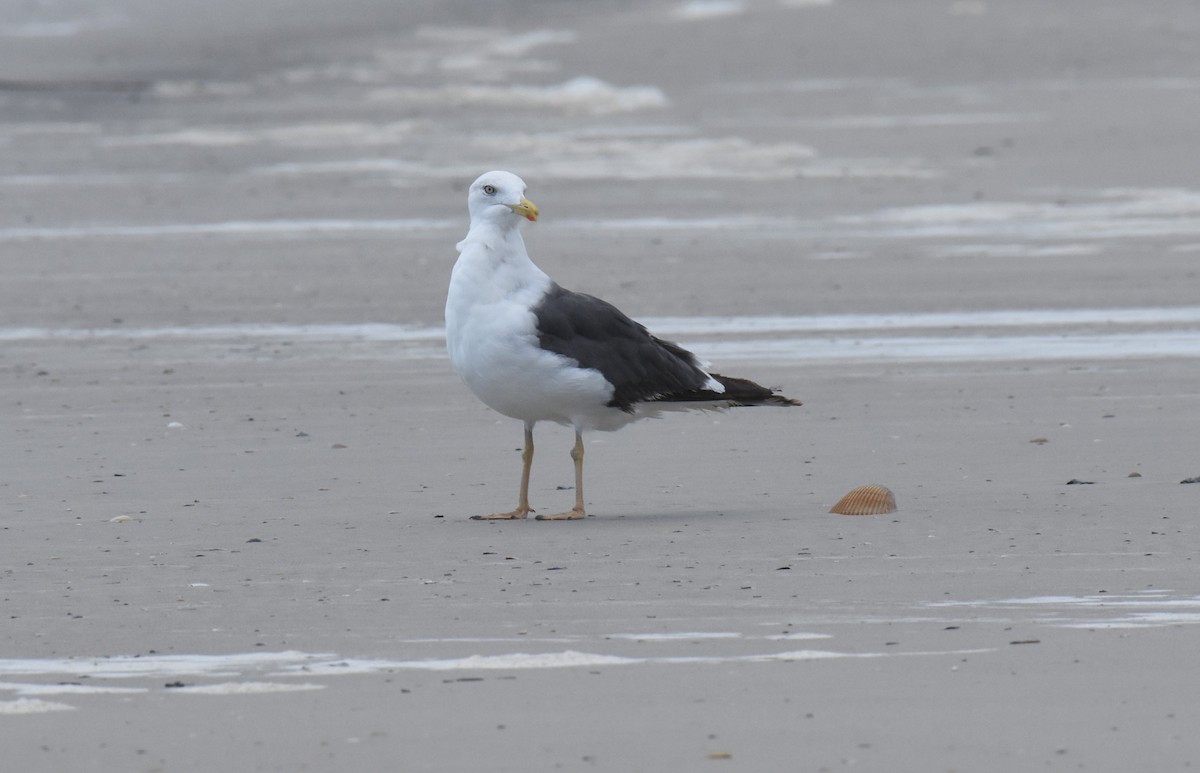 Great Black-backed Gull - ML623256986