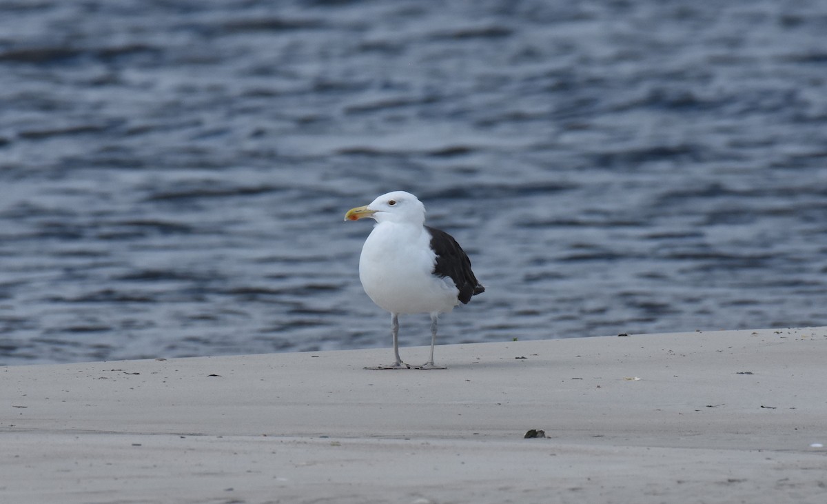 Great Black-backed Gull - ML623256987