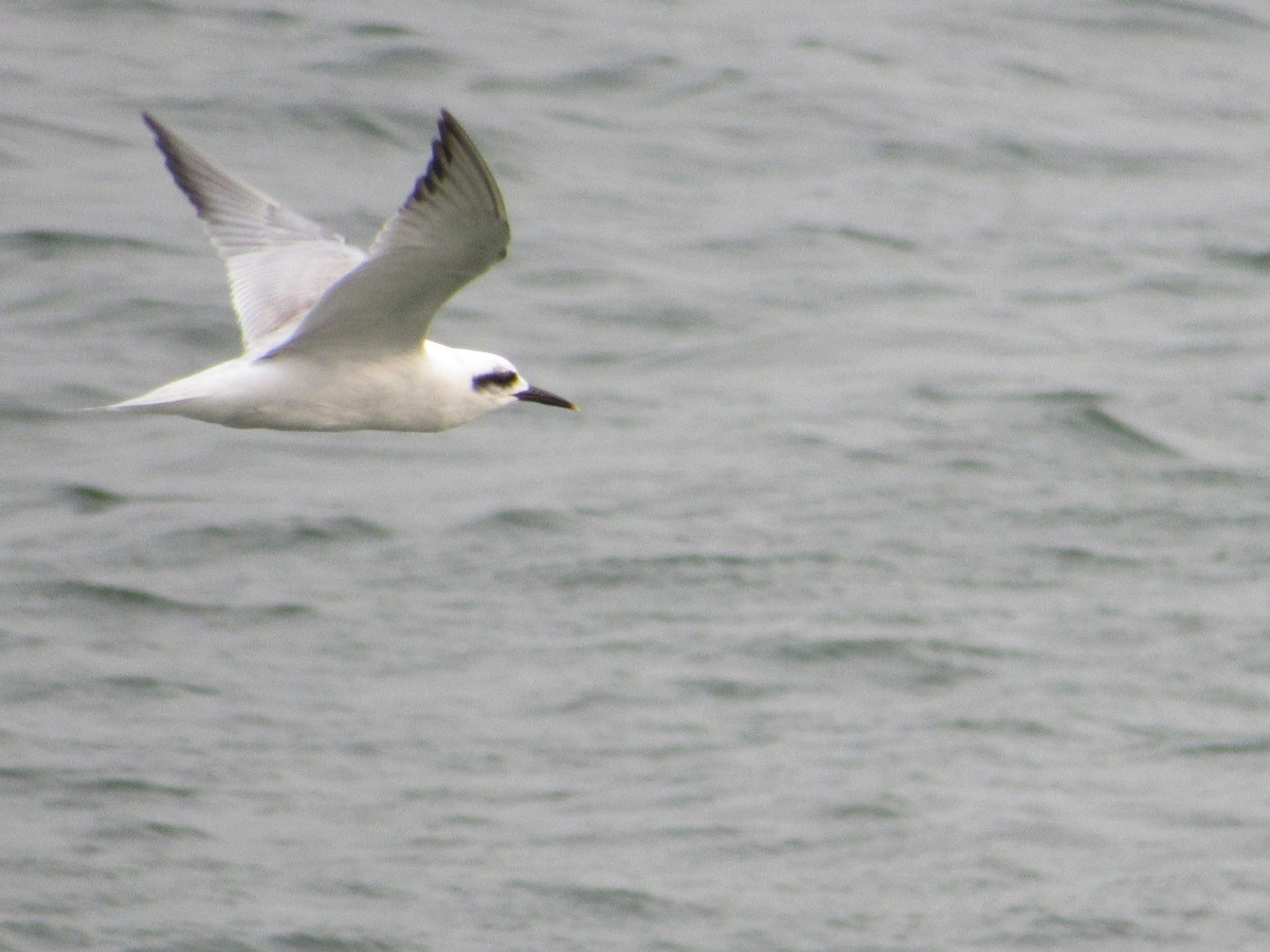 Snowy-crowned Tern - Ricardo Lau