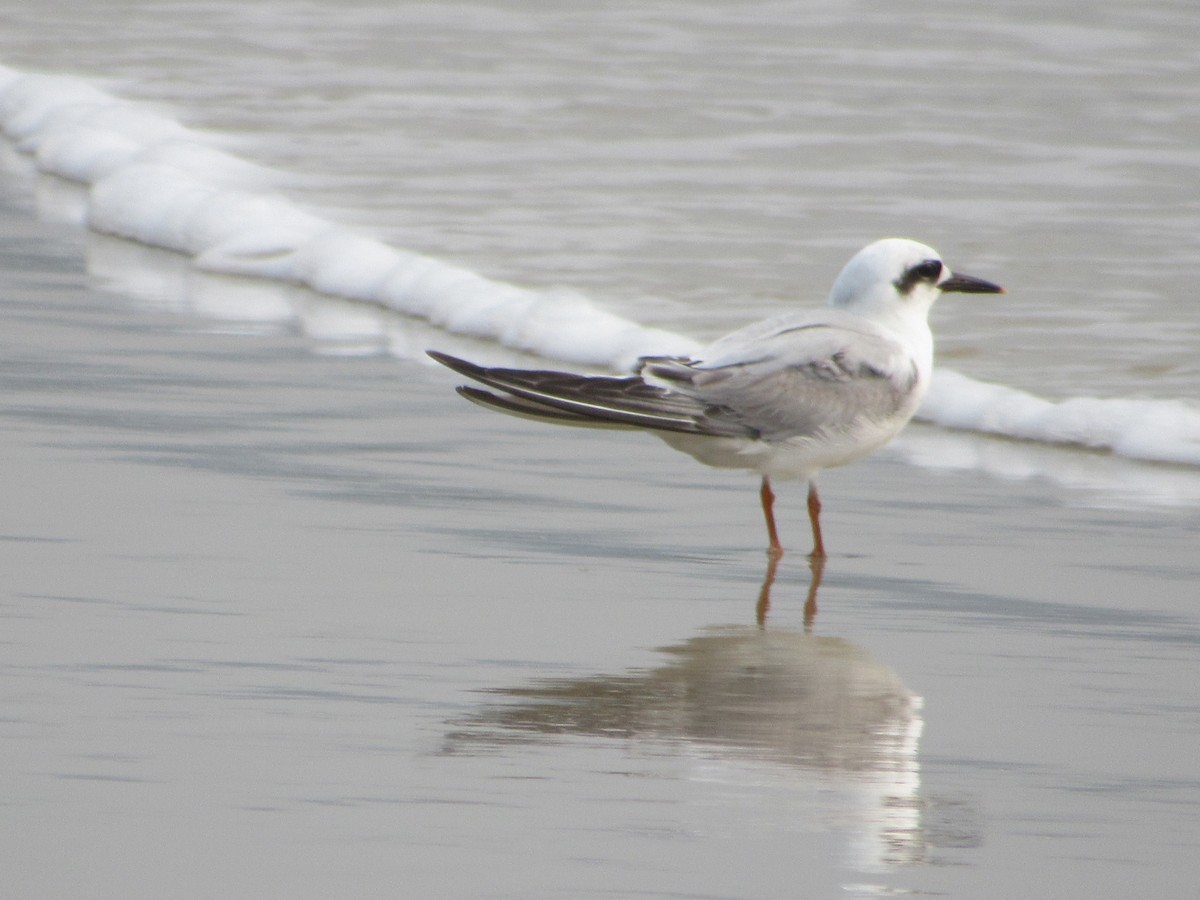 Snowy-crowned Tern - ML623256990