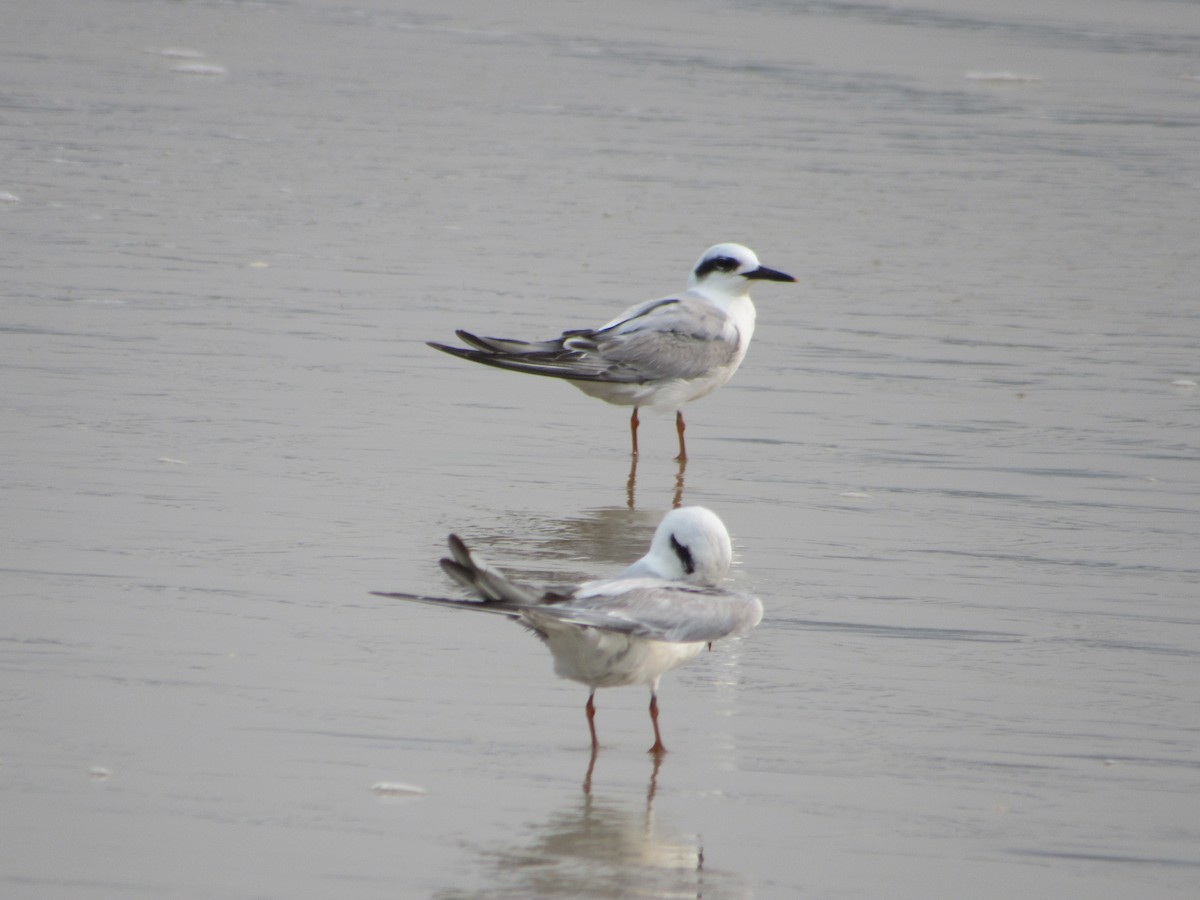 Snowy-crowned Tern - ML623256991