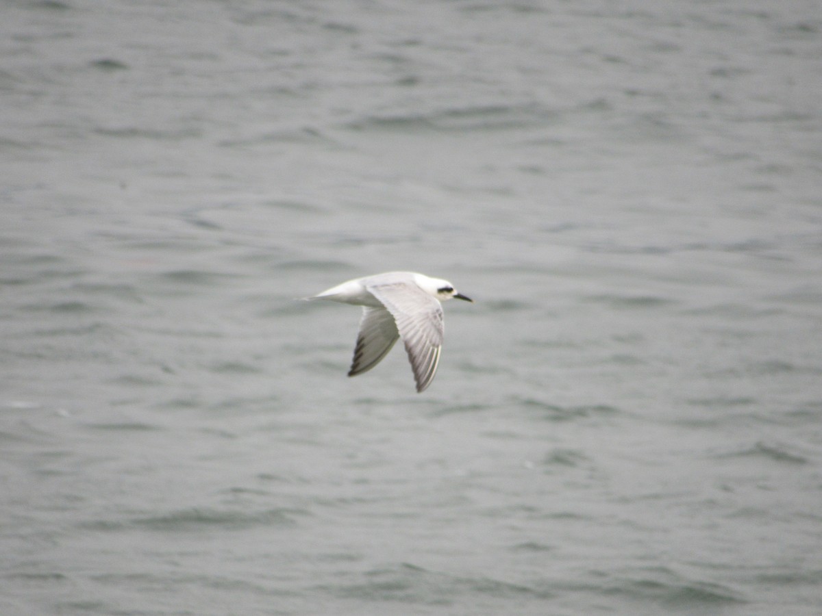 Snowy-crowned Tern - ML623256992