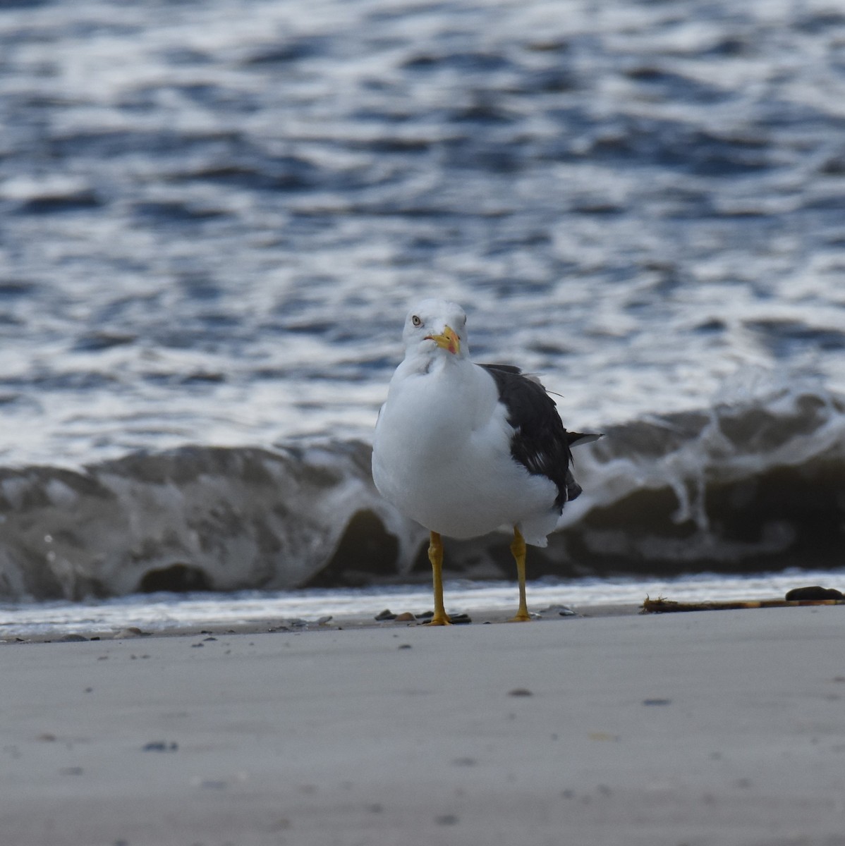 Lesser Black-backed Gull - ML623257004