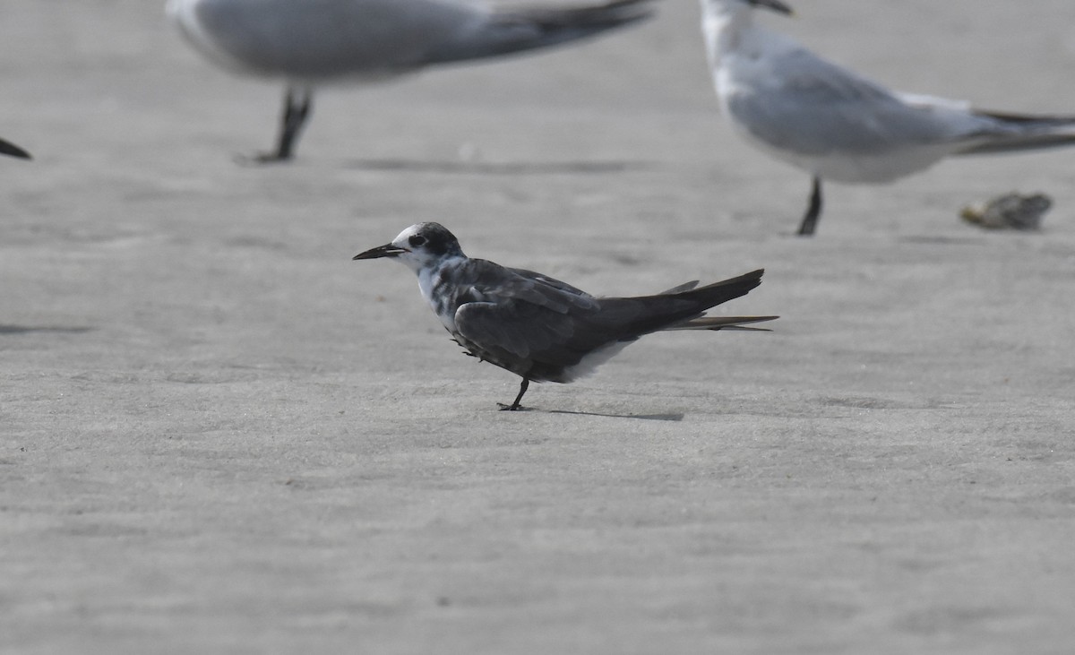 Black Tern - ML623257012