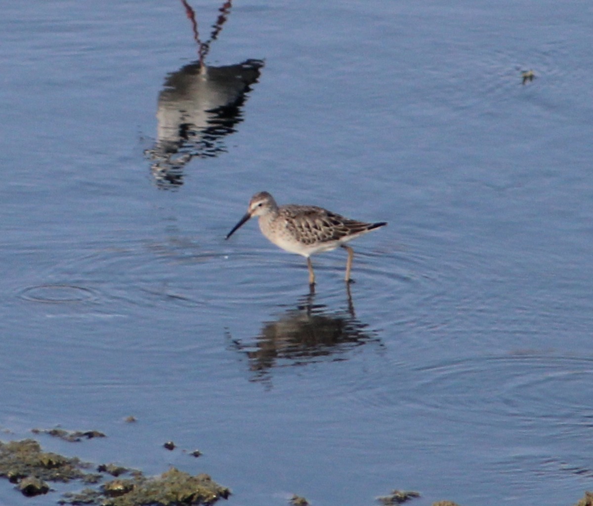 Stilt Sandpiper - ML623257045