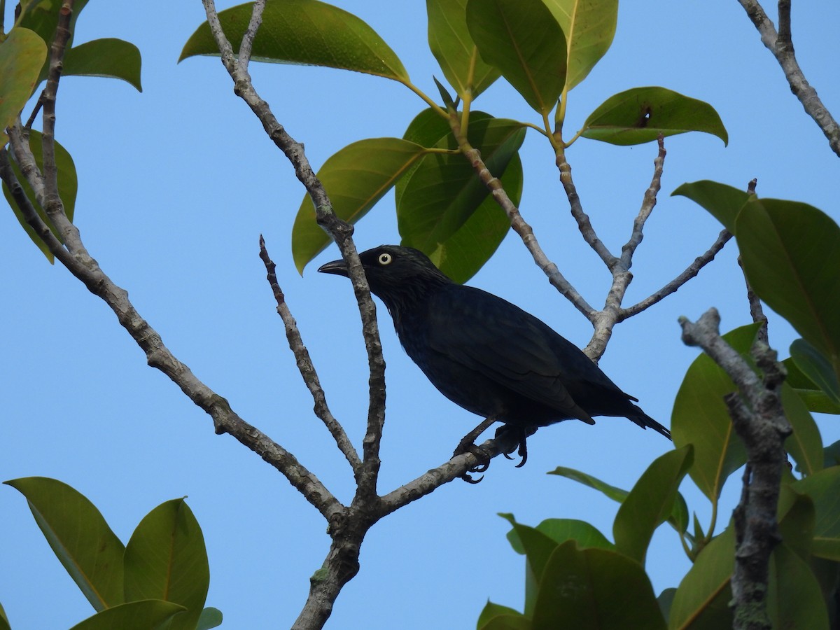 Asian Glossy Starling - ML623257089