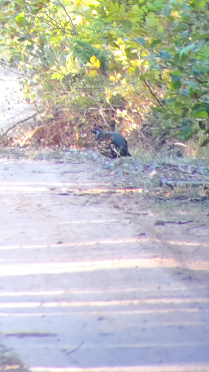 Spruce Grouse - ML623257099