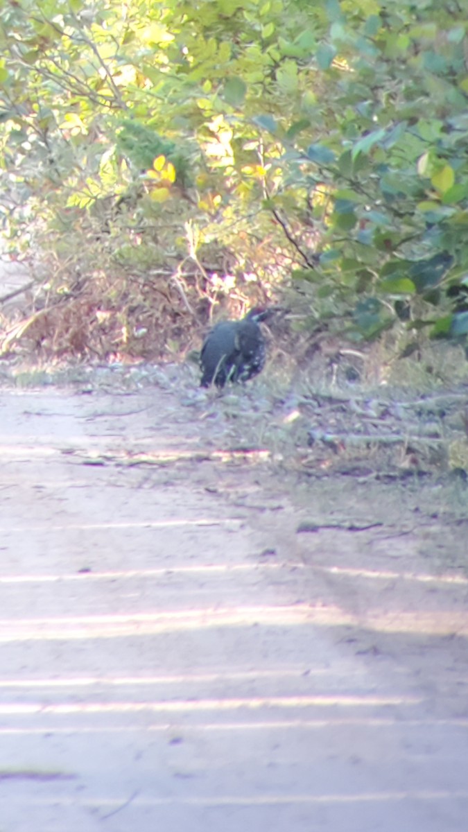 Spruce Grouse - ML623257100