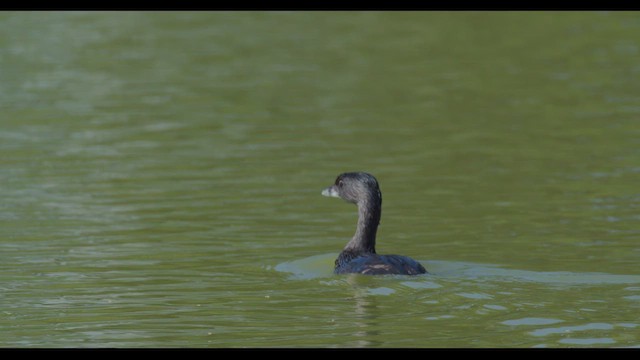 Pied-billed Grebe - ML623257131