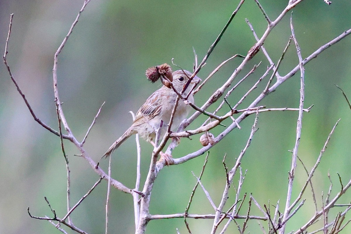 Bachman's Sparrow - ML623257146