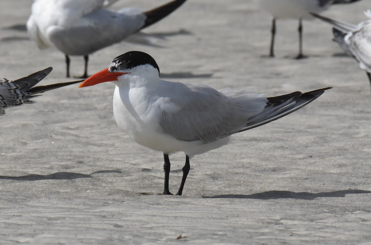 Caspian Tern - ML623257159