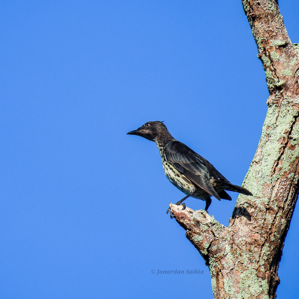 Asian Glossy Starling - ML623257162