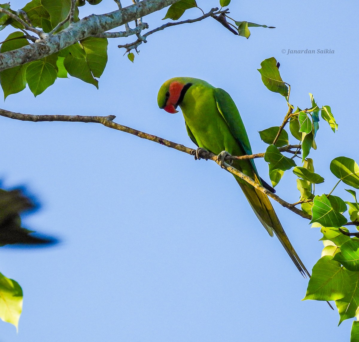 Long-tailed Parakeet - ML623257183