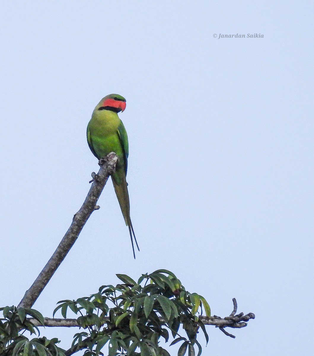 Long-tailed Parakeet - ML623257203