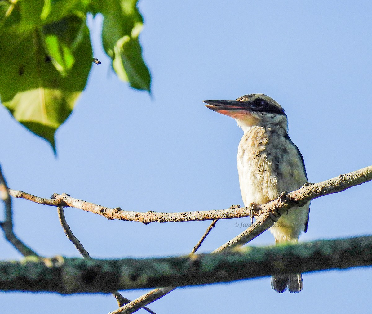 Collared Kingfisher - ML623257267