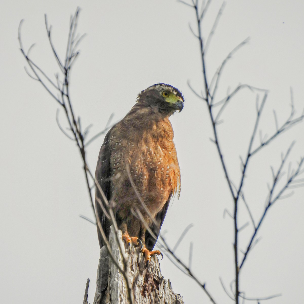 Crested Serpent-Eagle - ML623257330