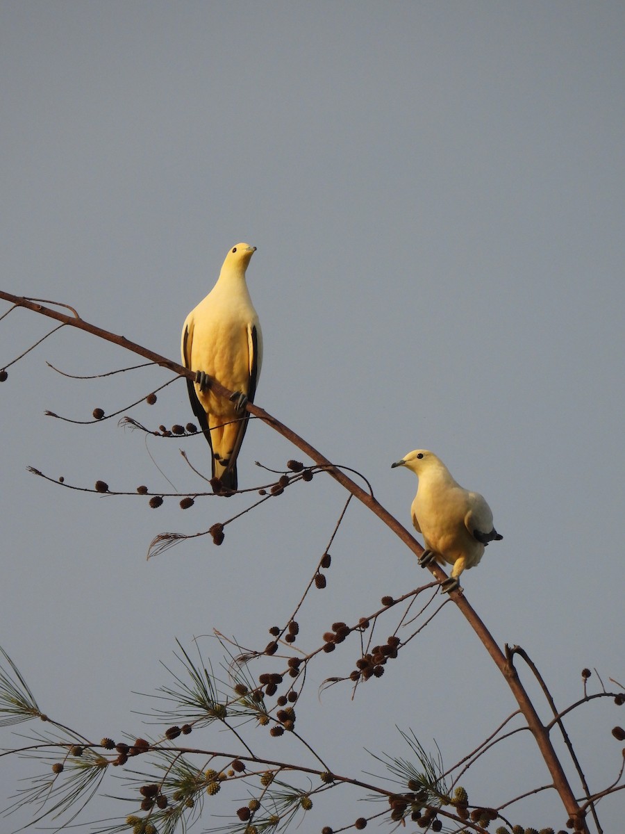Pied Imperial-Pigeon - ML623257405